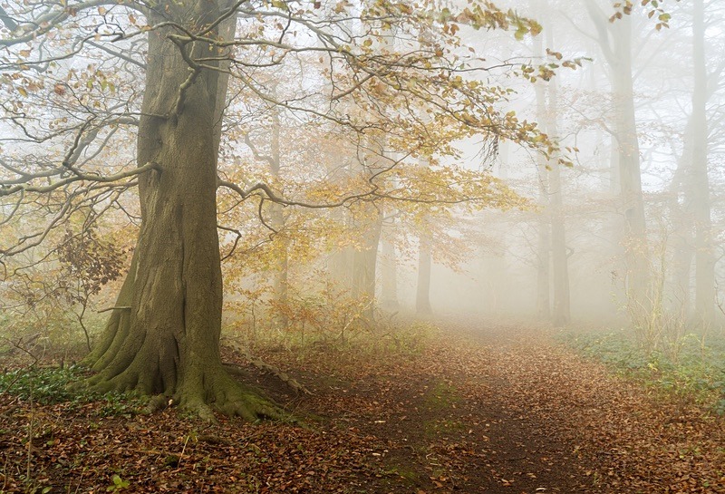  - Seasonal Change 3: Autumn Hanami