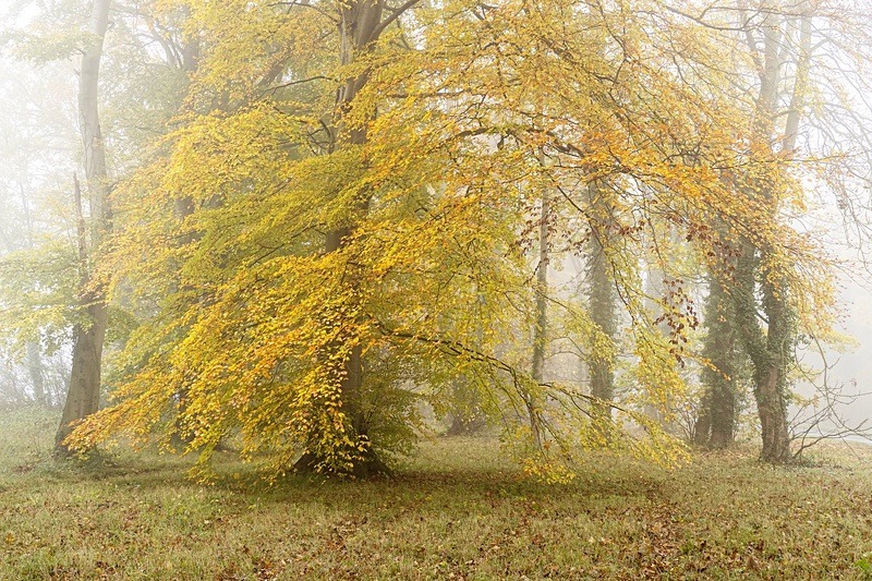  - Seasonal Change 3: Autumn Hanami