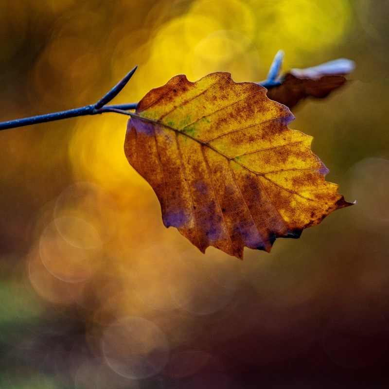  - Seasonal Change 3: Autumn Hanami