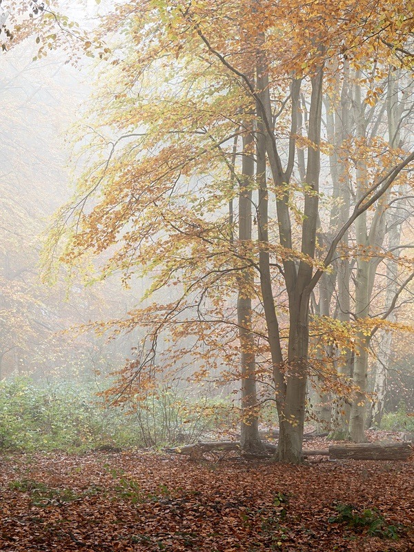  - Seasonal Change 3: Autumn Hanami
