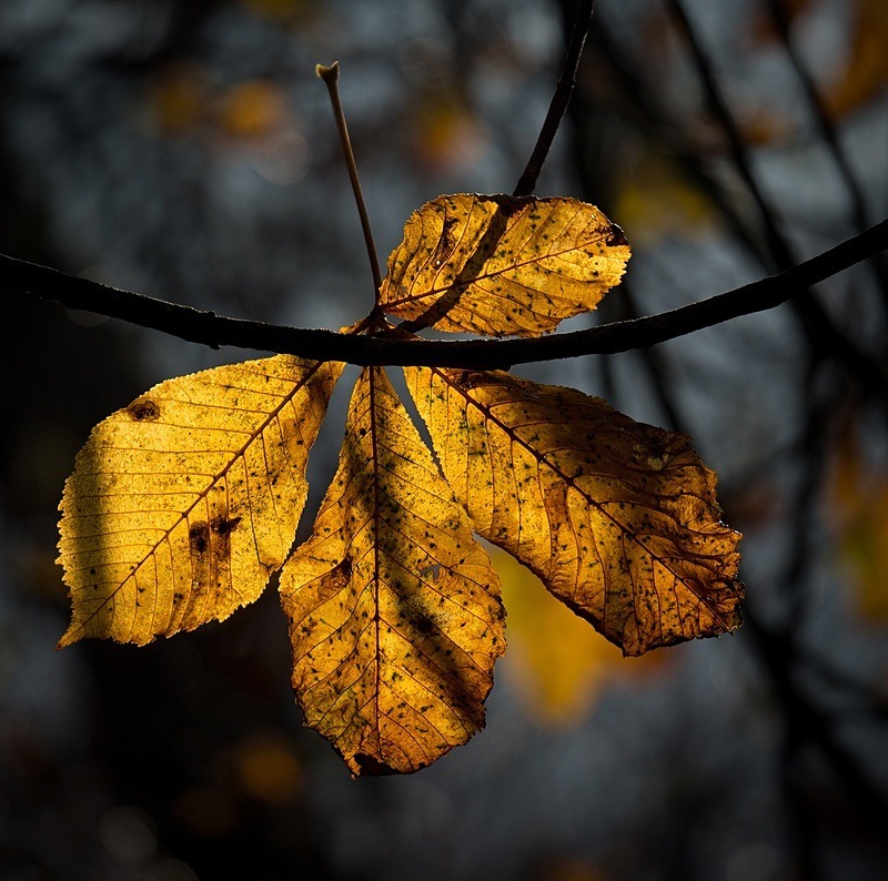  - Seasonal Change 3: Autumn Hanami