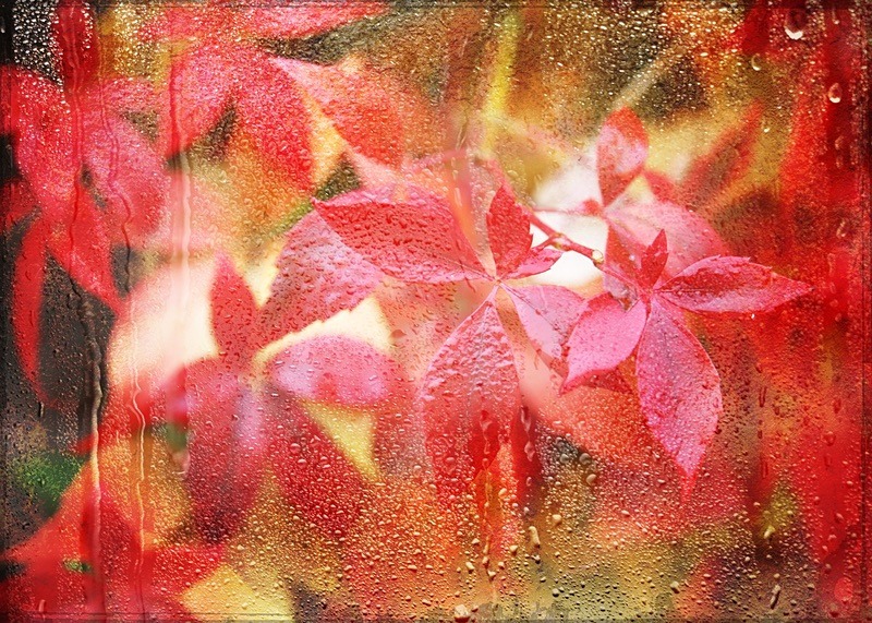  - Seasonal Change 3: Autumn Hanami