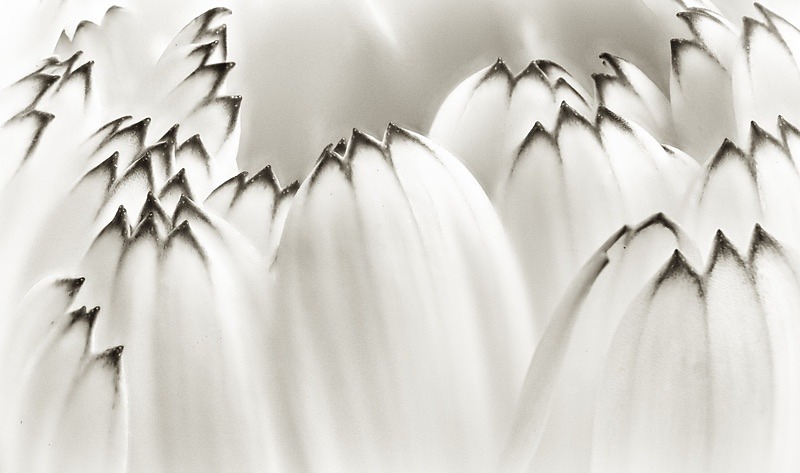  - Plant Line and Form