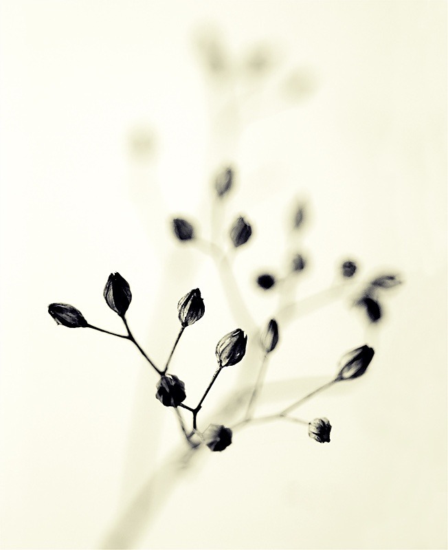  - Plant Line and Form