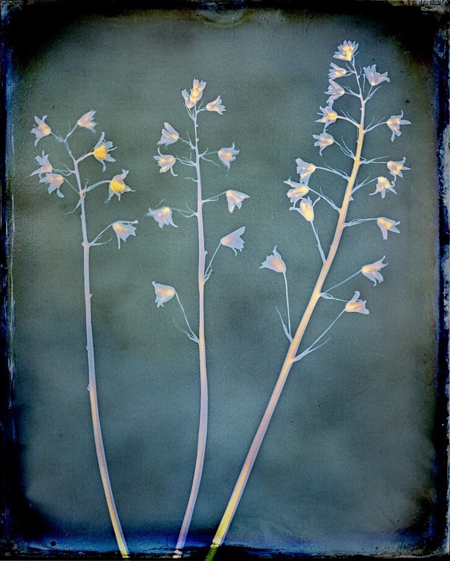  - Last Chance to See - Lumen; the Fragility of Nature