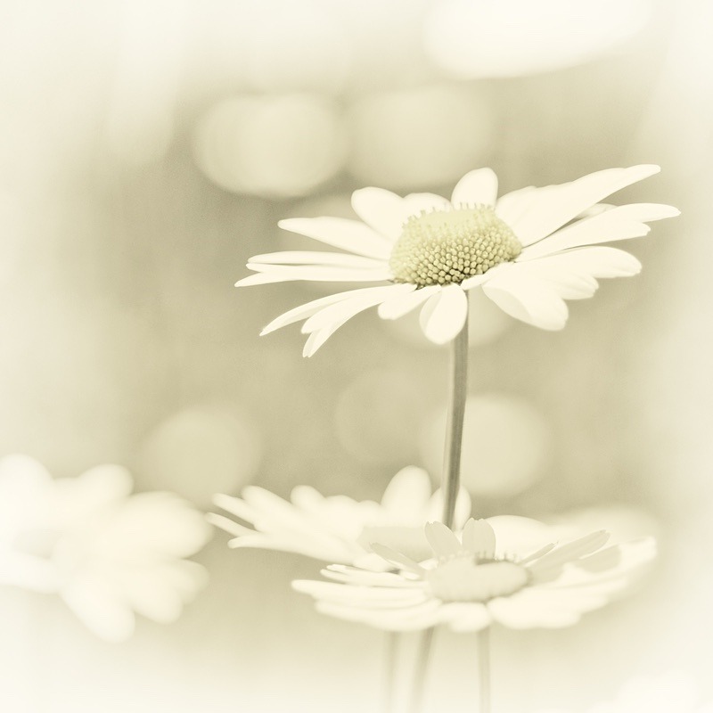  - Plant Line and Form