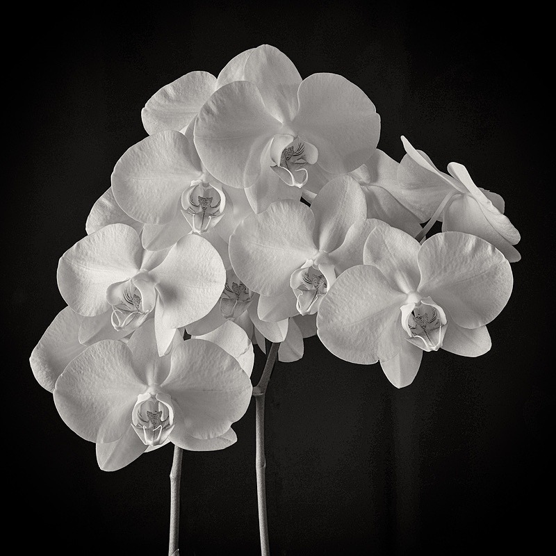  - Plant Line and Form