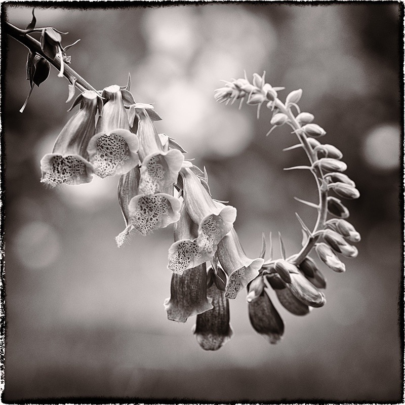 - Quiet - Fine Art Meditative Photography