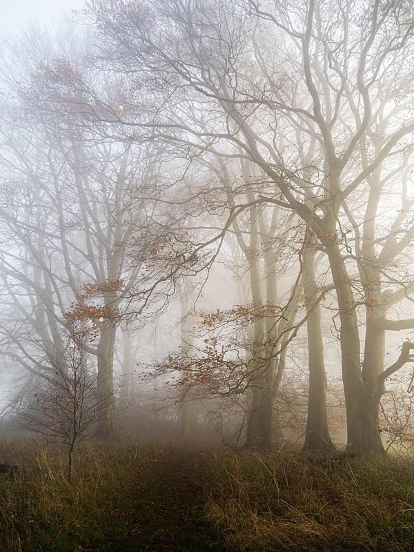  - Seasonal Change 3: Autumn Hanami