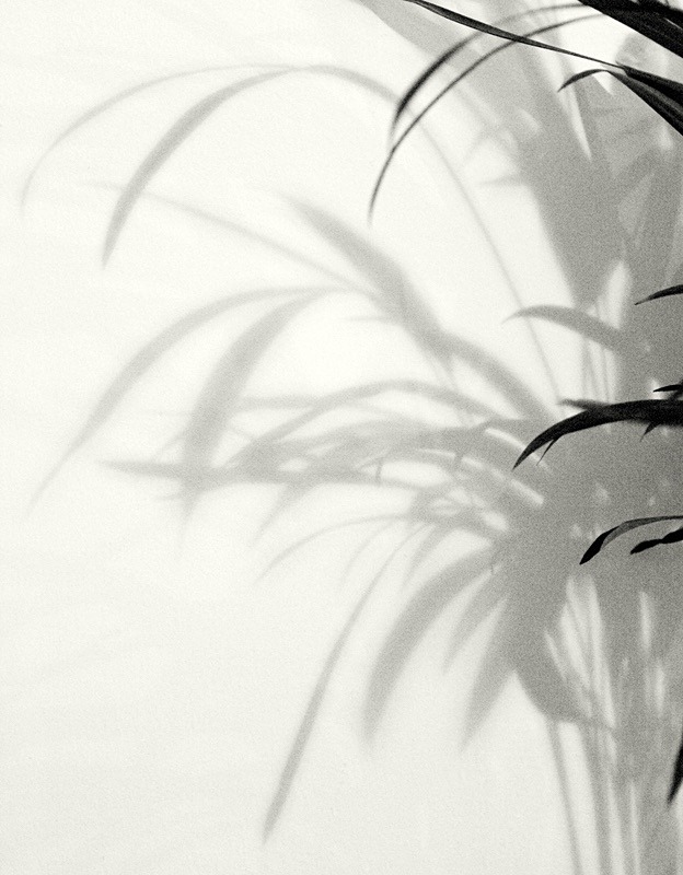  - Plant Line and Form
