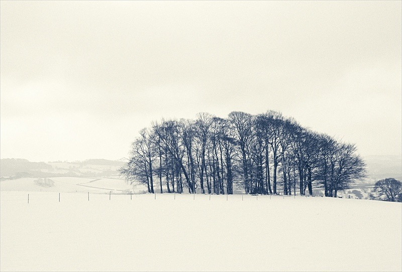  - Seasonal Change 1: Winter Trees