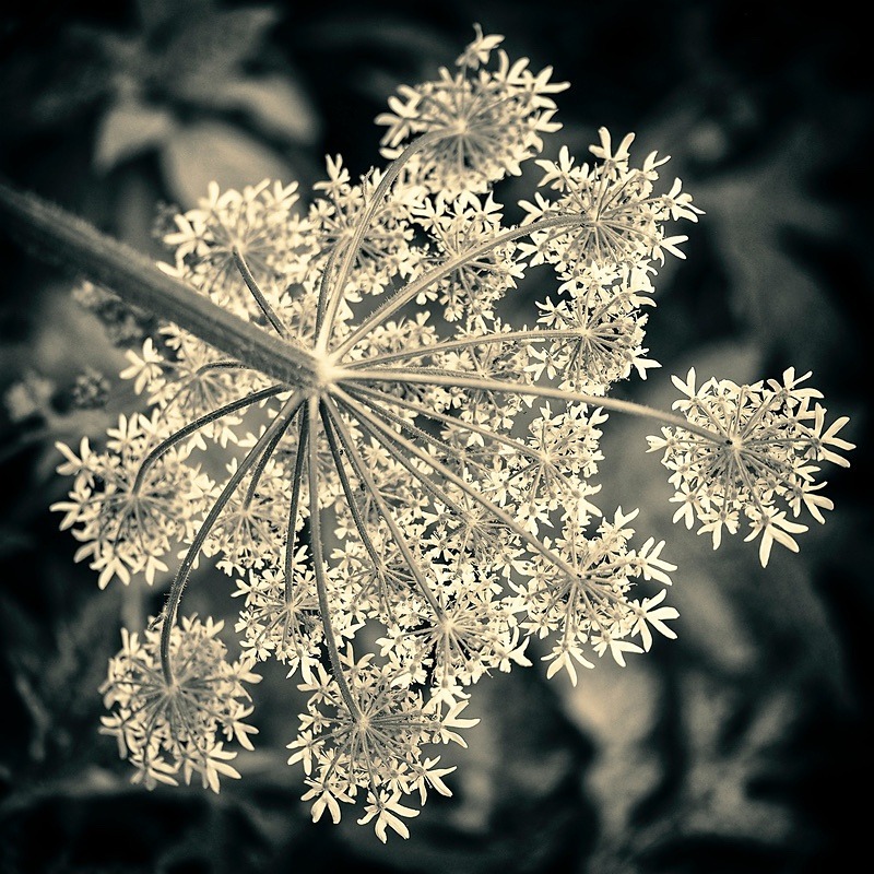  - Seasonal Change 3: Autumn Hanami