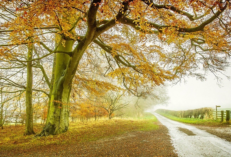  - Seasonal Change 3: Autumn Hanami