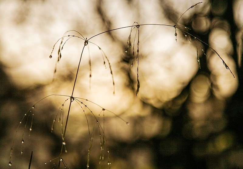  - Beauty of Light 3: Contre-Jour