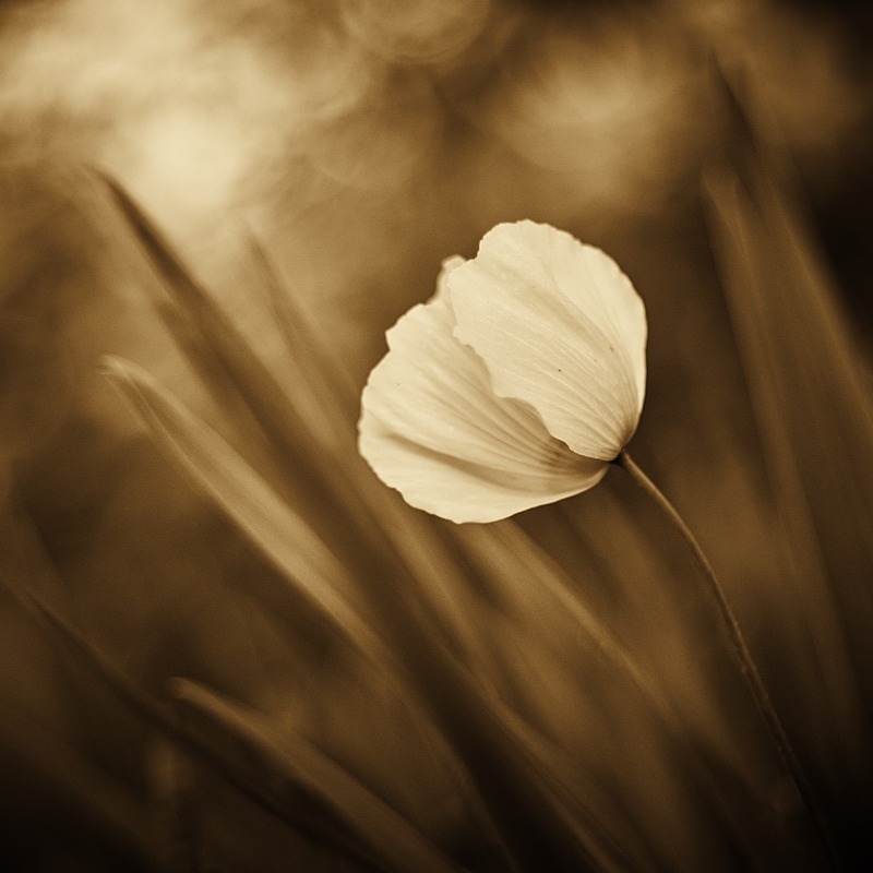  - Quiet - Fine Art Meditative Photography