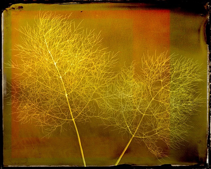  - Last Chance to See - Lumen; the Fragility of Nature
