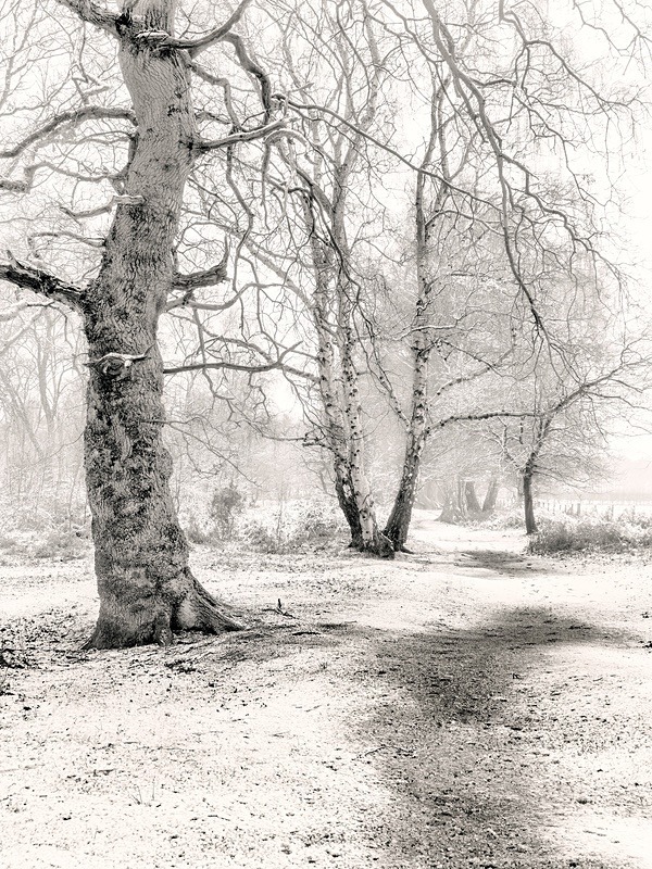  - Seasonal Change 1: Winter Trees