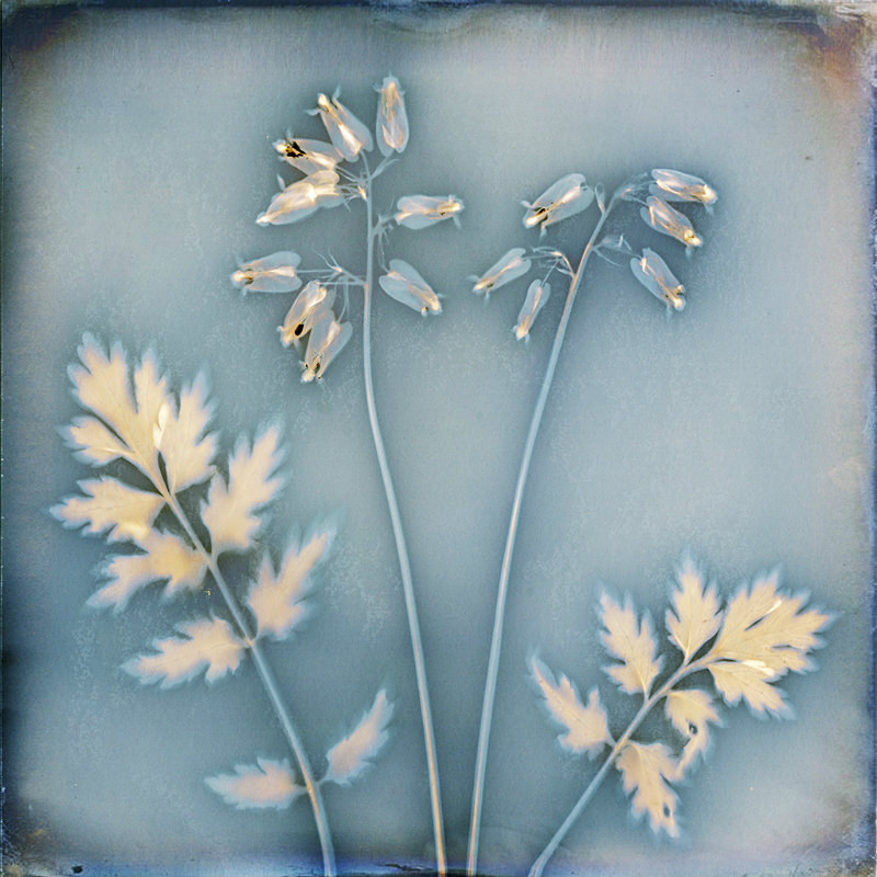  - Last Chance to See - Lumen; the Fragility of Nature