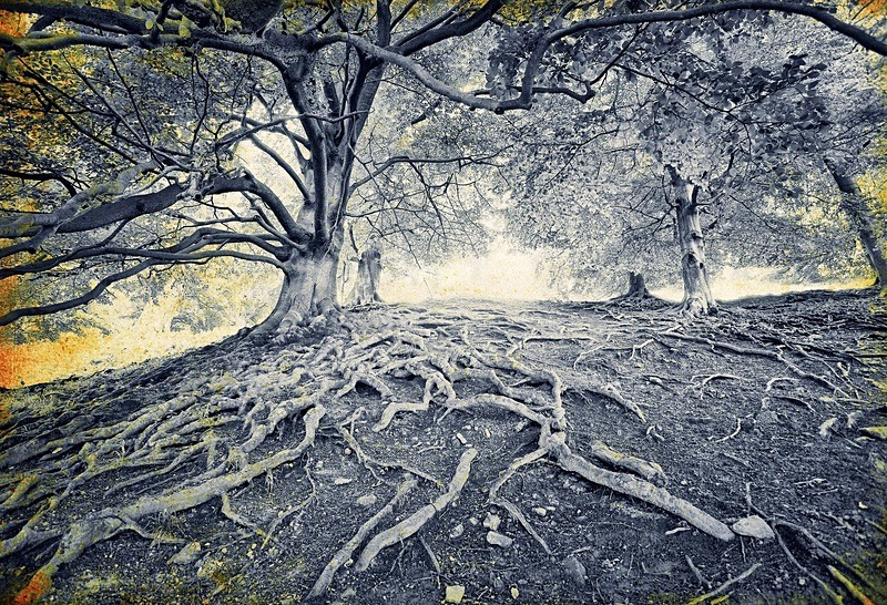  - Seasonal Change 1: Winter Trees