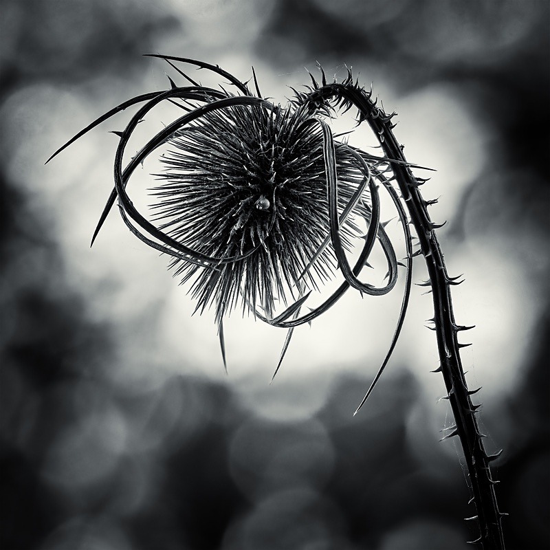  - Seasonal Change 3: Autumn Hanami