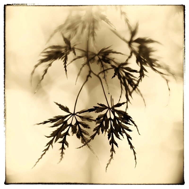  - Plant Line and Form