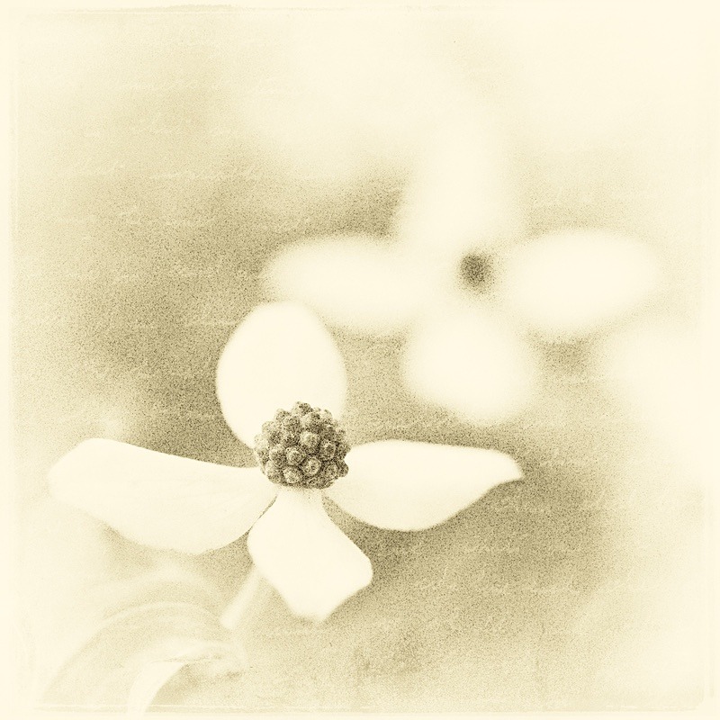 - Plant Line and Form