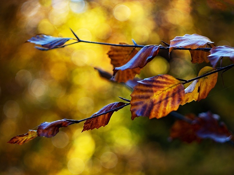  - Seasonal Change 3: Autumn Hanami