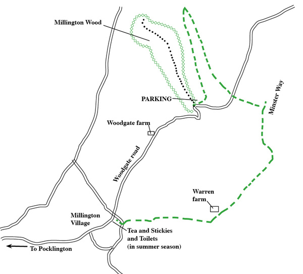 Millington wood walk. - Photographic Walks in North Yorkshire