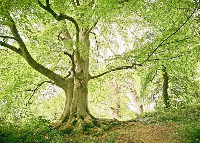  - Seasonal Change 2: Spring Hanami