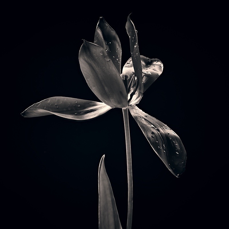  - Plant Line and Form