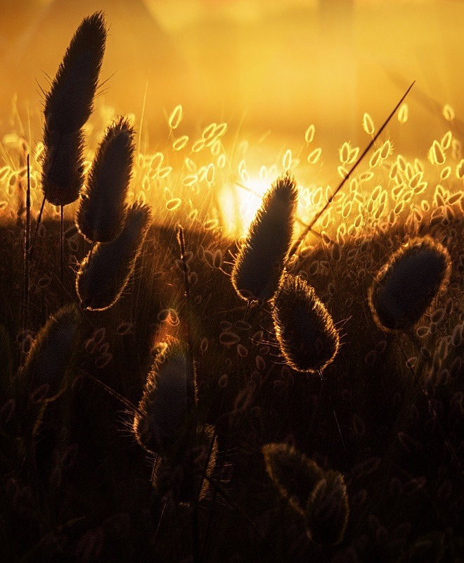  - Beauty of Light 3: Contre-Jour