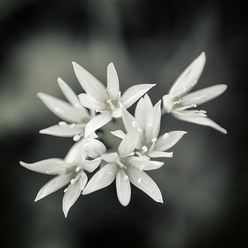  - Quiet - Fine Art Meditative Photography