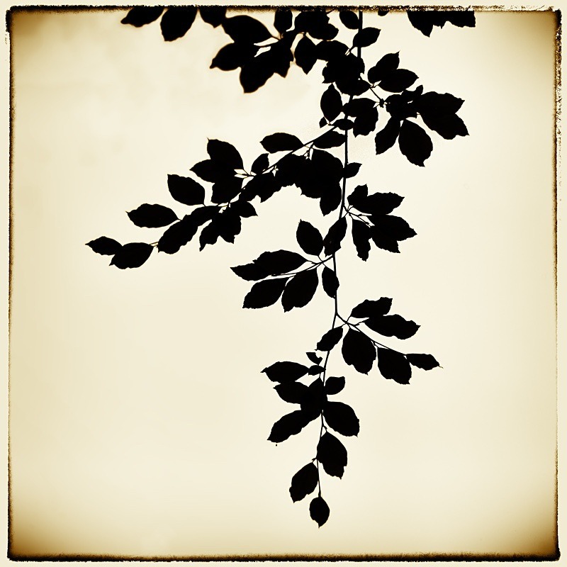  - Plant Line and Form
