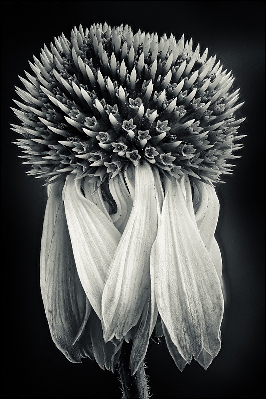  - Plant Line and Form