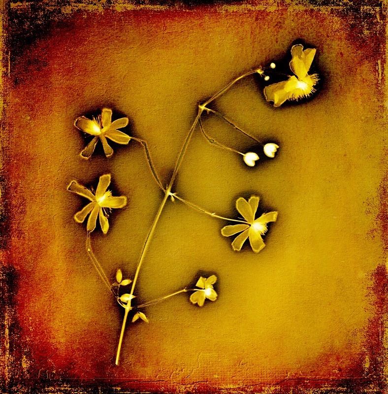  - Last Chance to See - Lumen; the Fragility of Nature