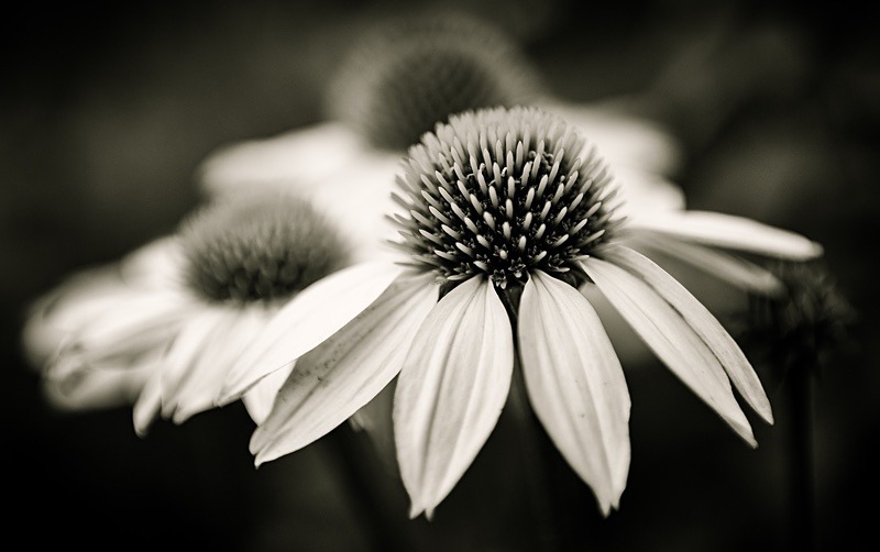  - Plant Line and Form