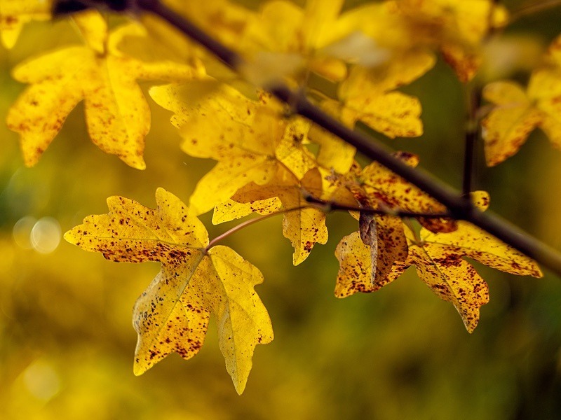  - Seasonal Change 3: Autumn Hanami