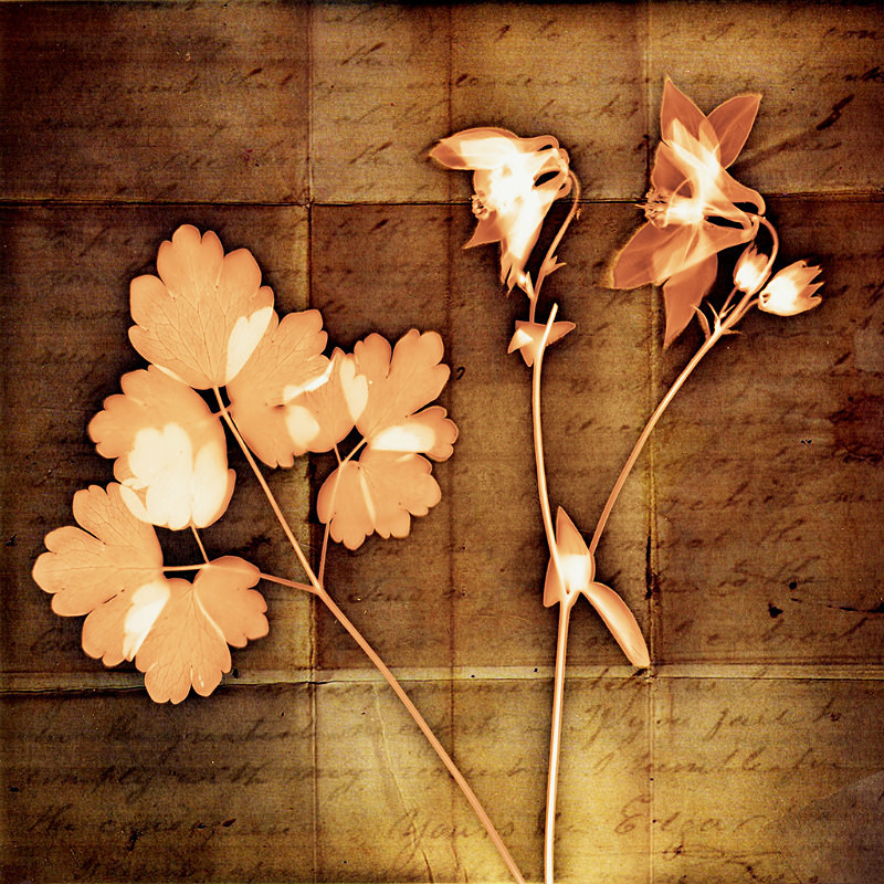  - Last Chance to See - Lumen; the Fragility of Nature