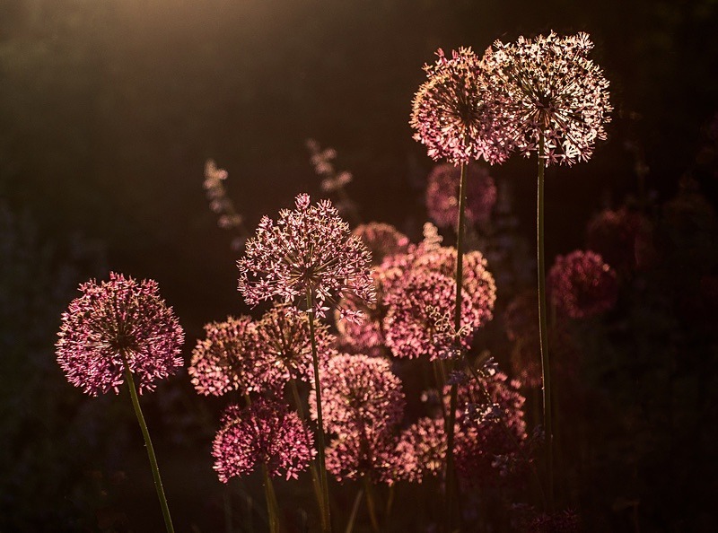  - Beauty of Light 3: Contre-Jour