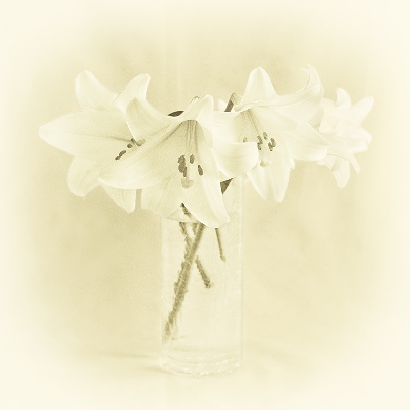  - Plant Line and Form