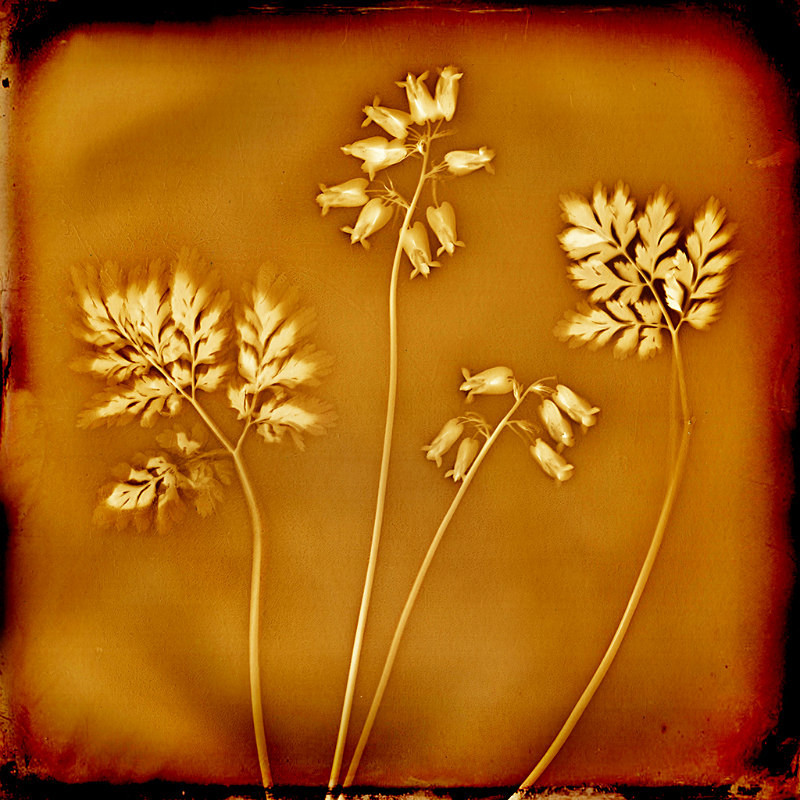  - Last Chance to See - Lumen; the Fragility of Nature