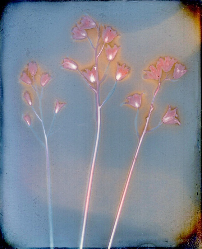  - Last Chance to See - Lumen; the Fragility of Nature