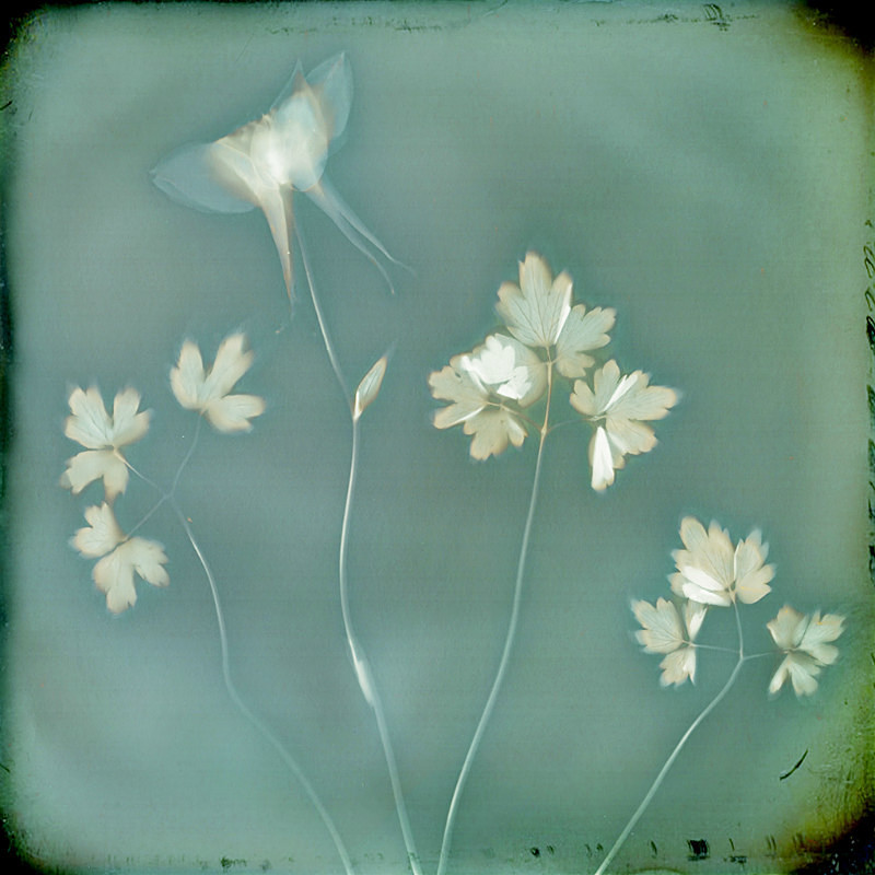  - Last Chance to See - Lumen; the Fragility of Nature