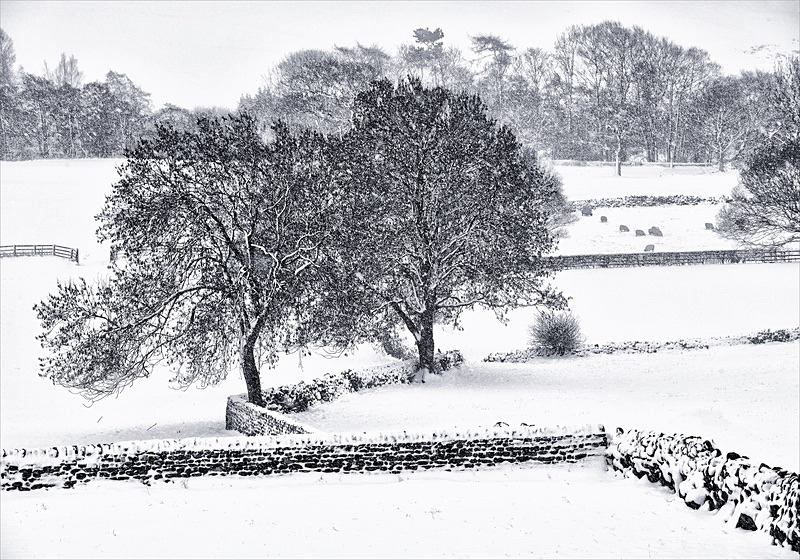  - Seasonal Change 1: Winter Trees