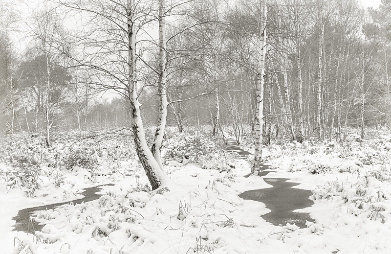  - Seasonal Change 1: Winter Trees