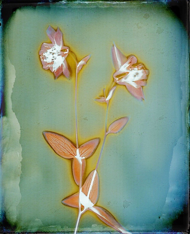  - Last Chance to See - Lumen; the Fragility of Nature