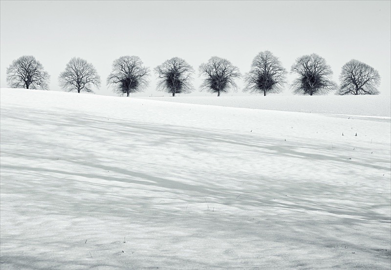  - Seasonal Change 1: Winter Trees