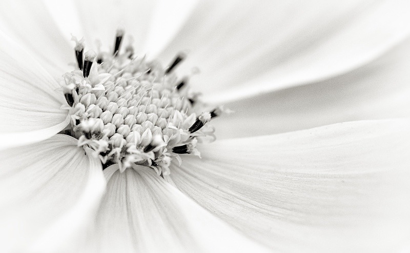  - Plant Line and Form