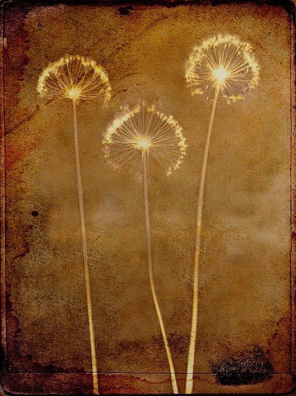  - Last Chance to See - Lumen; the Fragility of Nature