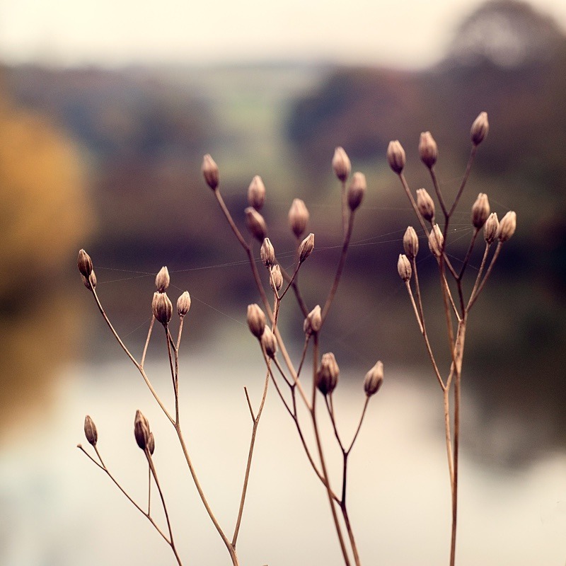  - Seasonal Change 3: Autumn Hanami